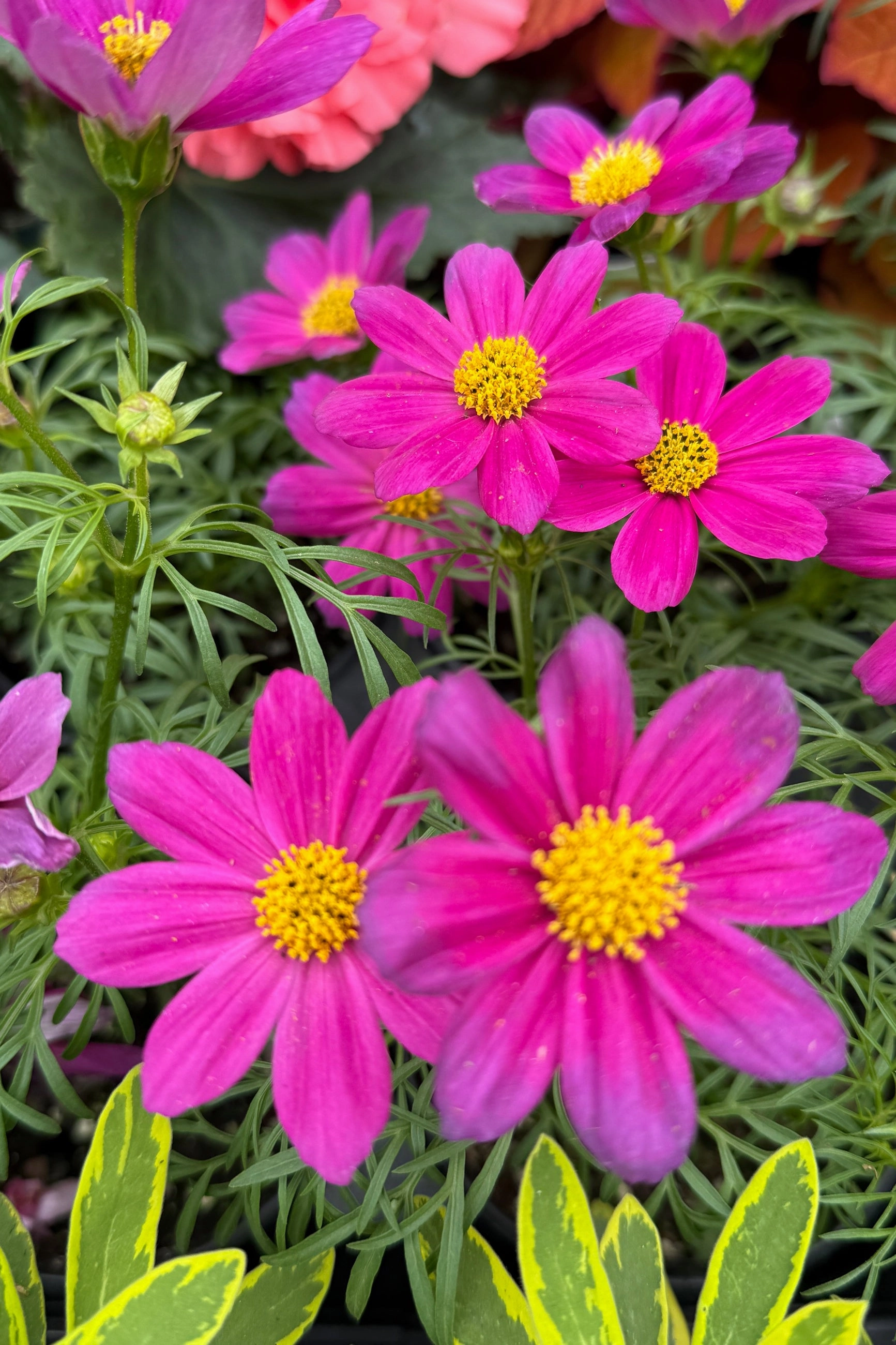 Cosmos (assorted) 4.5" decorative flowerpot  