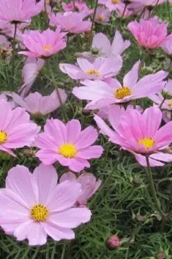 Cosmos (assorted) 4.5"