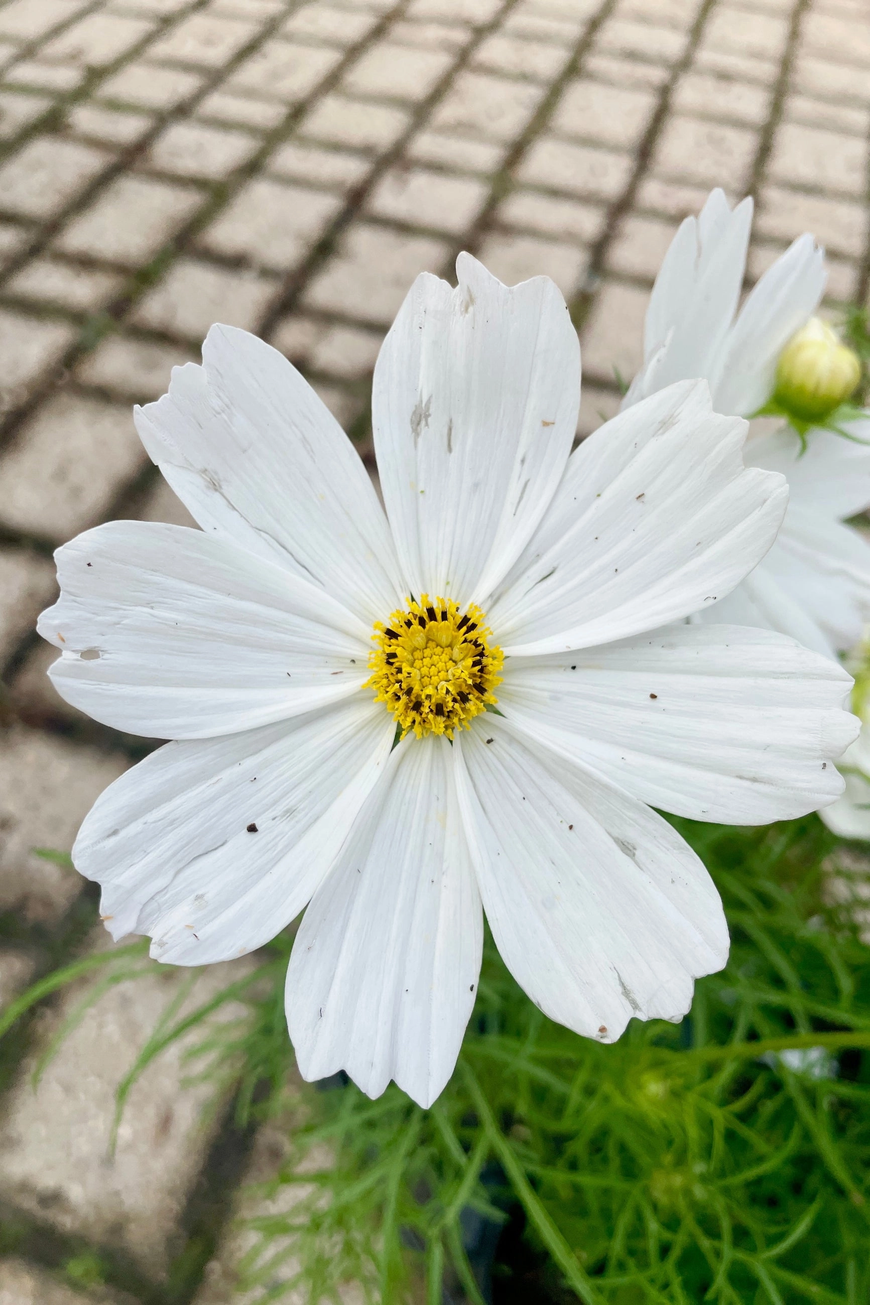 Cosmos (assorted) 4.5"