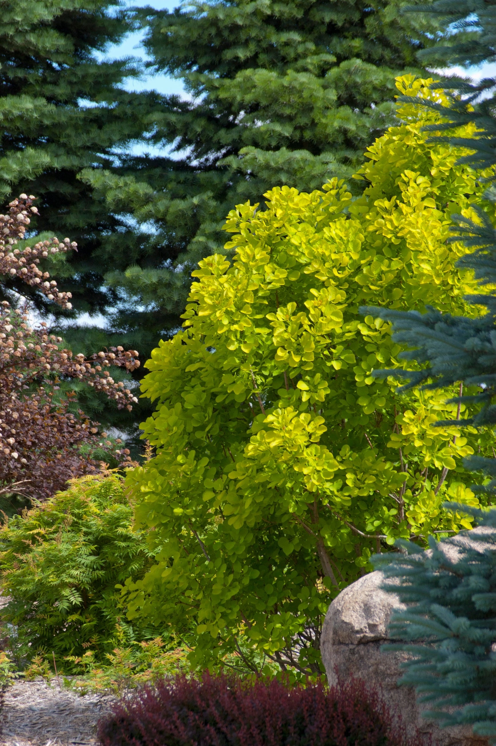 Cotinus coggygria 'Golden Spirit' #2