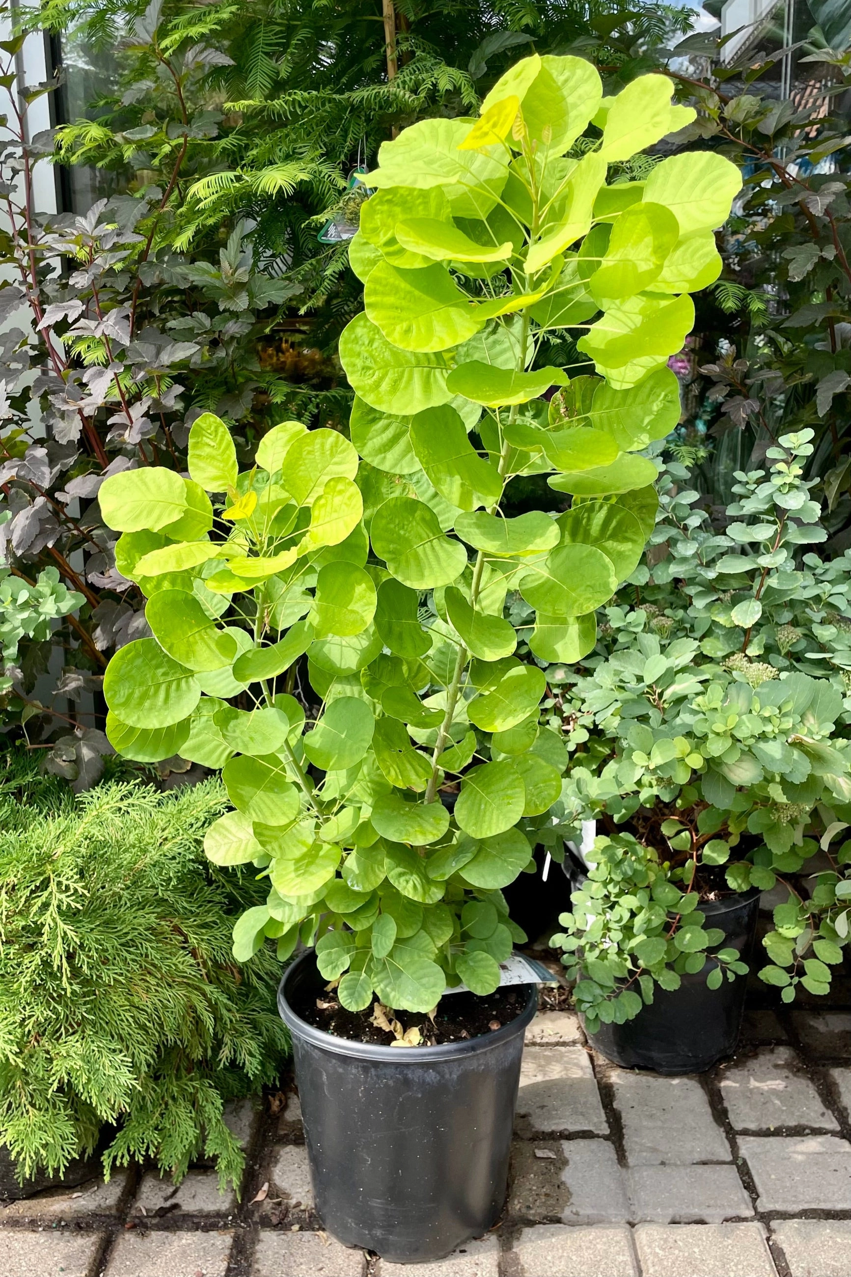 Cotinus coggygria 'Golden Spirit' #2