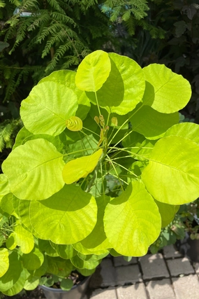 Cotinus coggygria 'Golden Spirit' #2 decorative flowerpot  