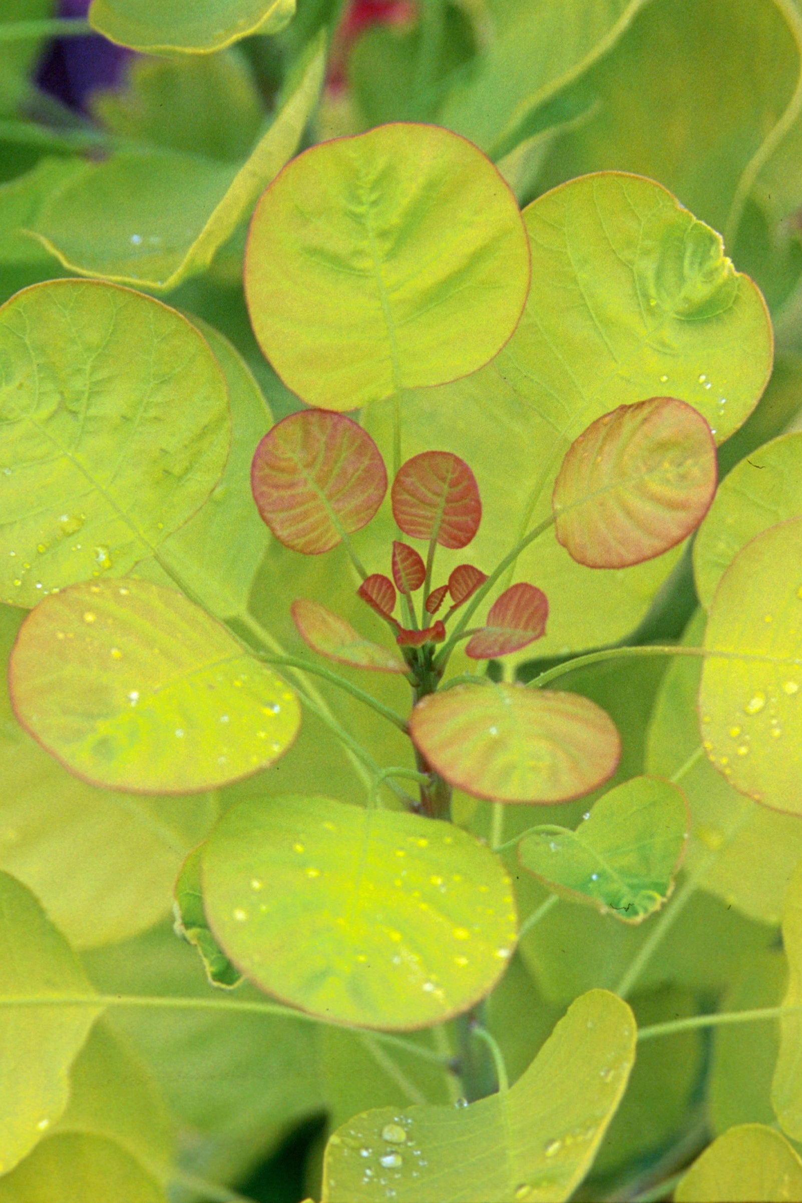 Cotinus coggygria 'Golden Spirit' #2