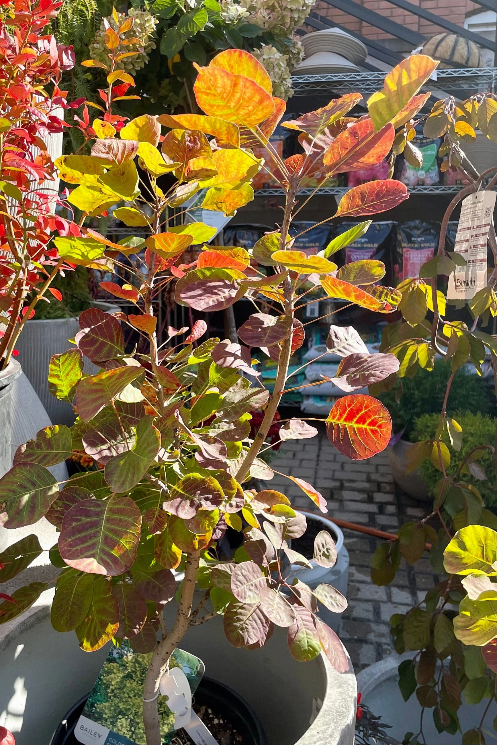 Cotinus coggygria 'Golden Spirit' #2