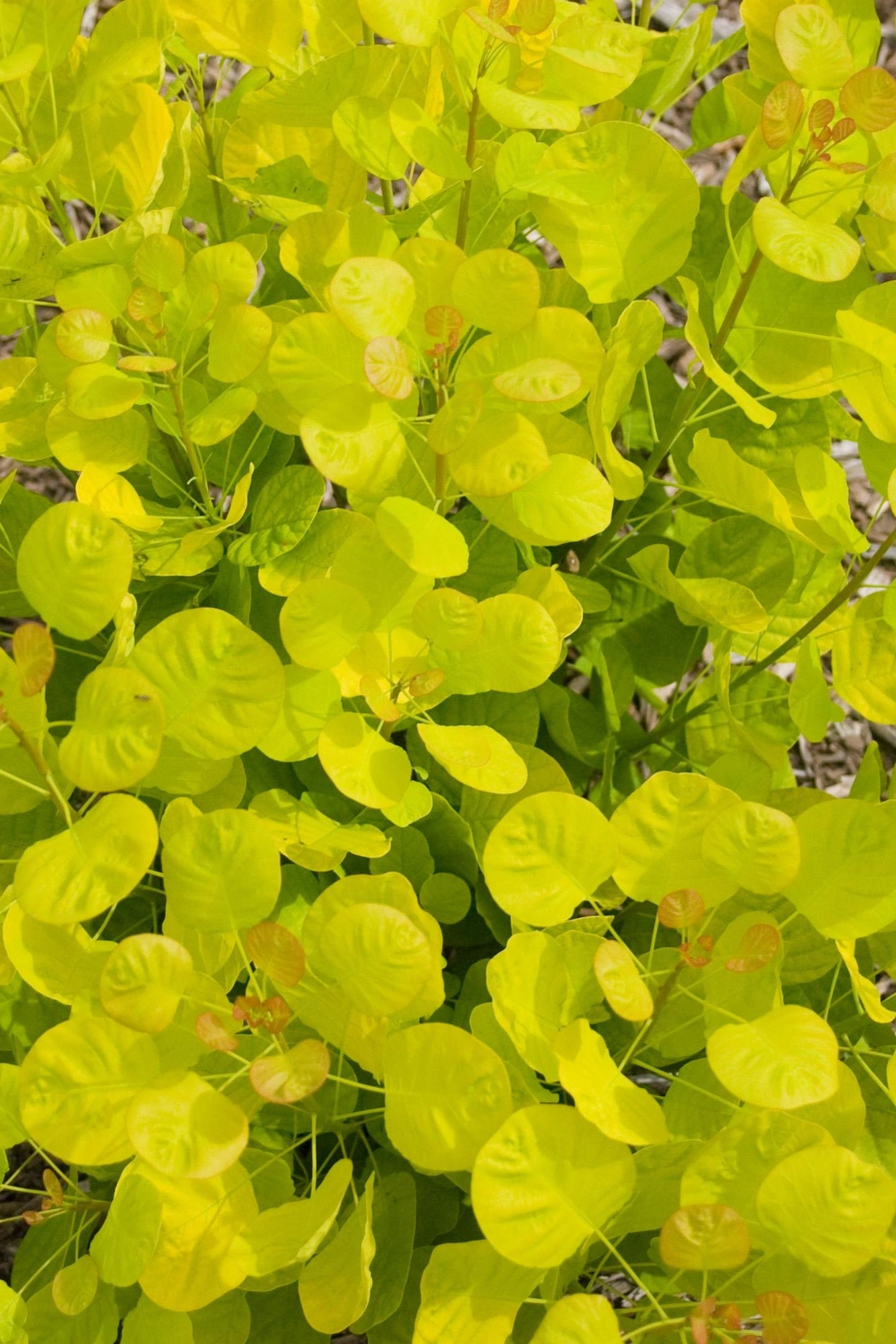 Cotinus coggygria 'Golden Spirit' #2
