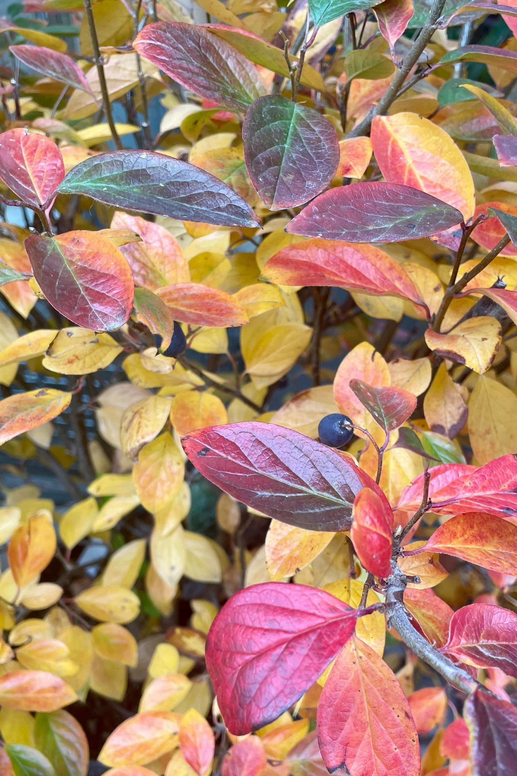 Cotoneaster l. hedge #5