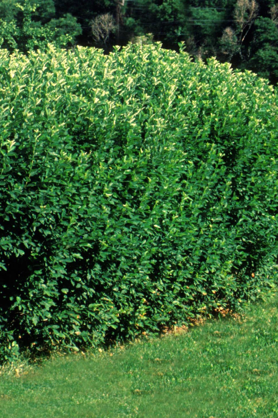 Cotoneaster l. hedge #5