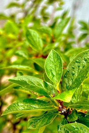Cotoneaster l. hedge #5 decorative flowerpot  