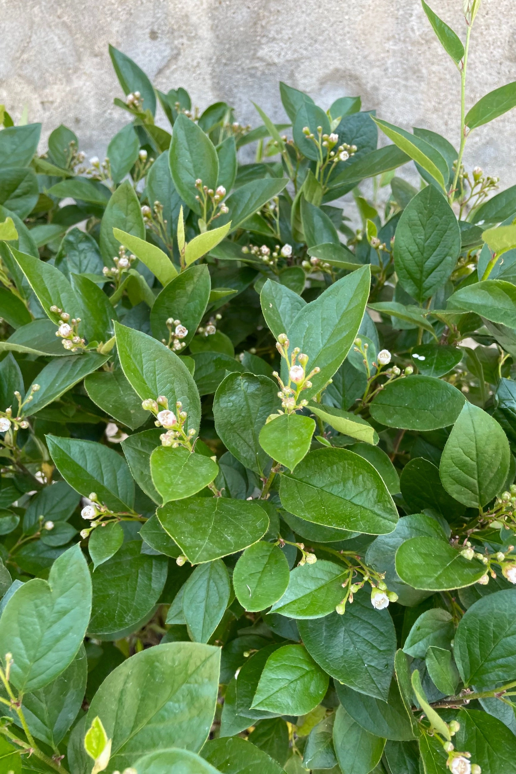 Cotoneaster l. hedge #5