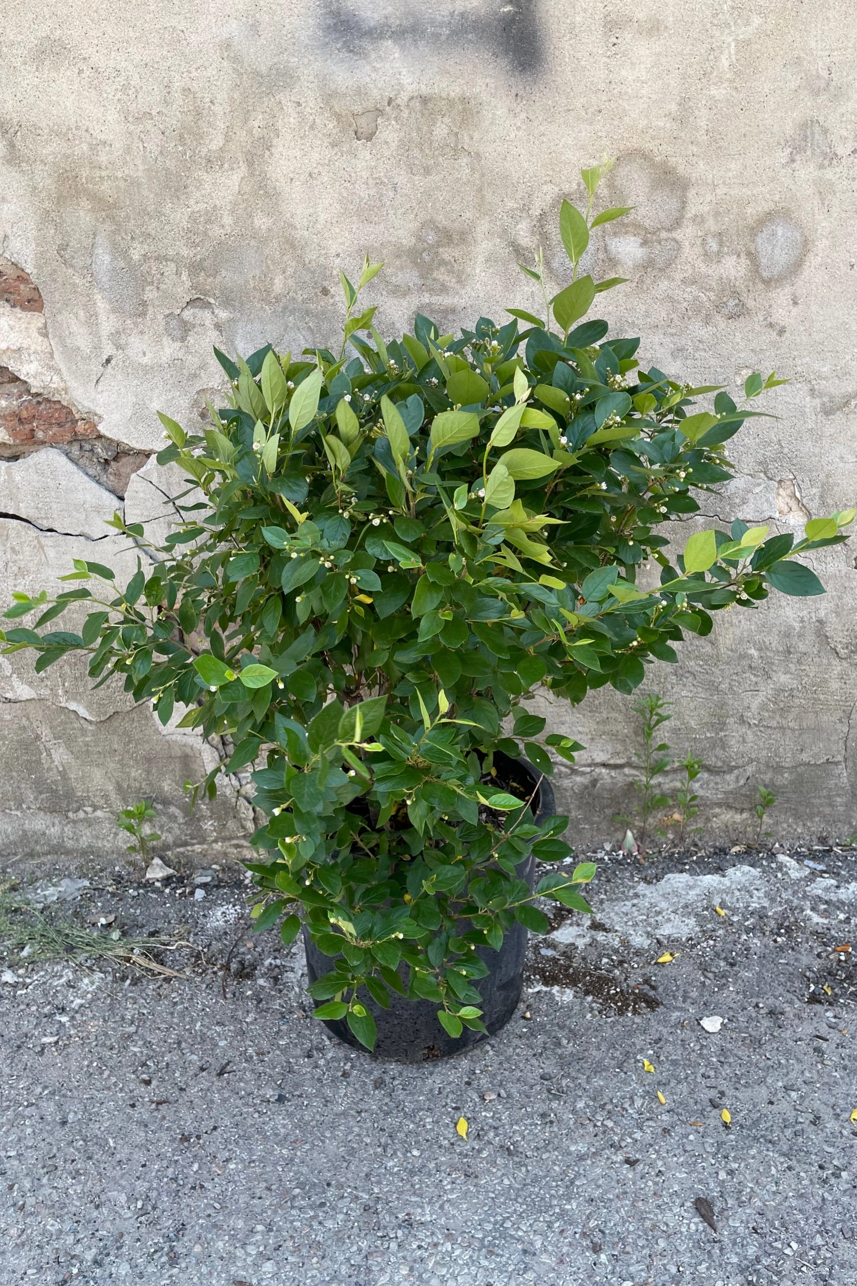 Cotoneaster l. hedge #5