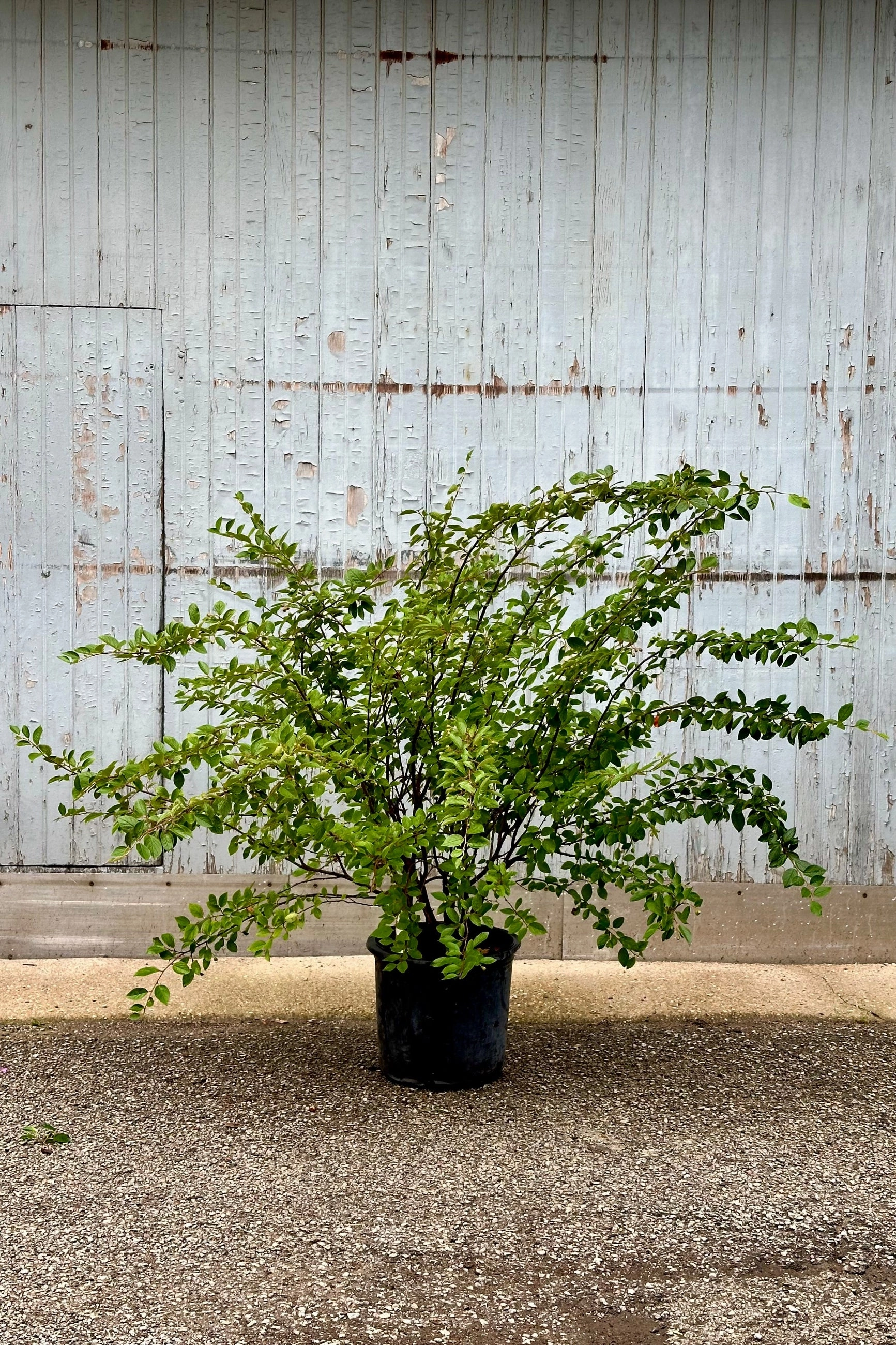 Cotoneaster l. hedge #5