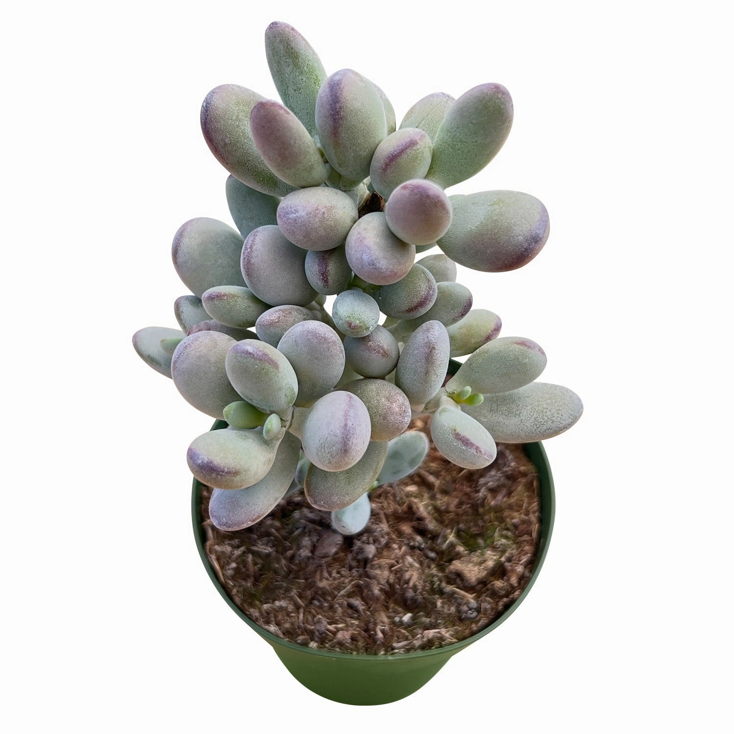 Cotyledon Orbiculata cv. (4 inch) mini ornamental plant  
