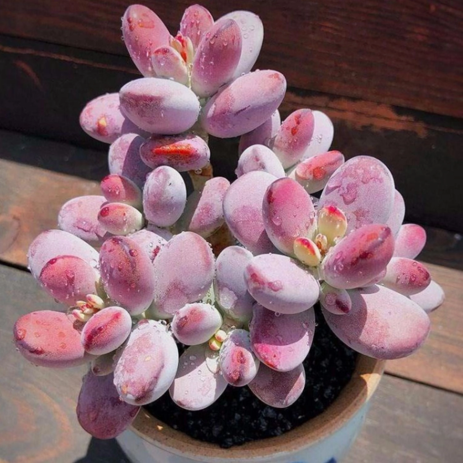 Cotyledon Orbiculata cv. (4 inch)