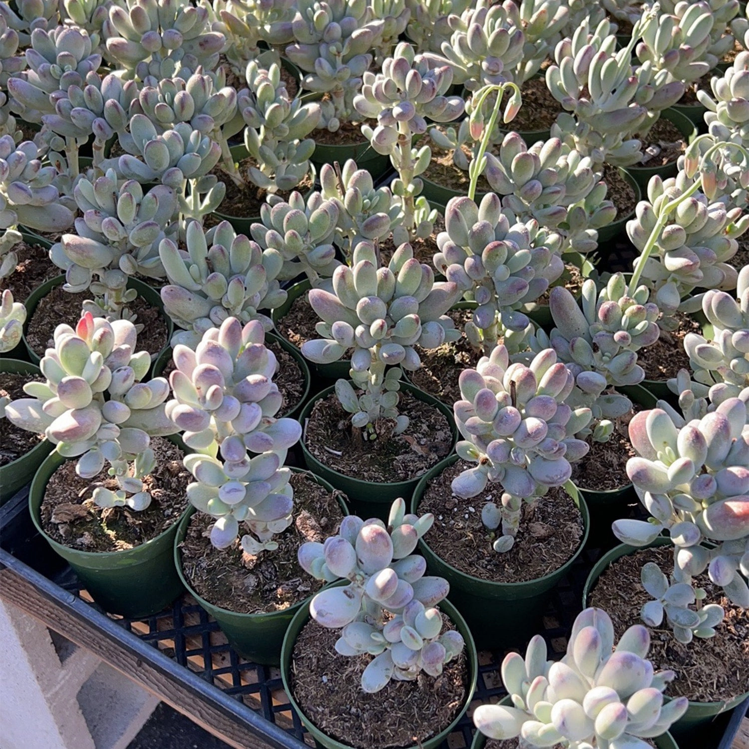 Cotyledon Orbiculata cv. (4 inch)