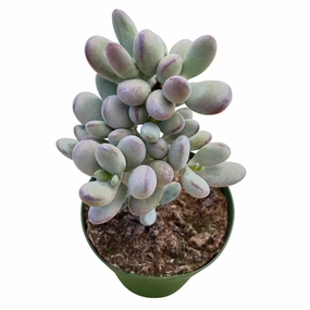 Cotyledon Orbiculata cv. (4 inch) mini ornamental plant  