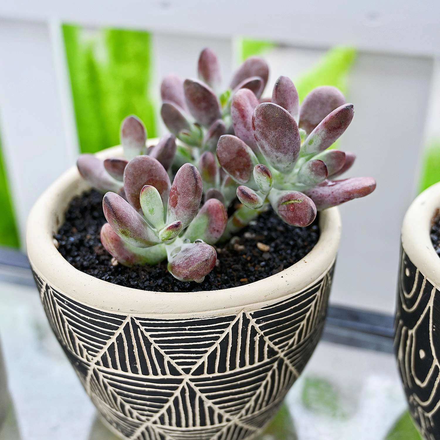 Cotyledon Orbiculata cv.