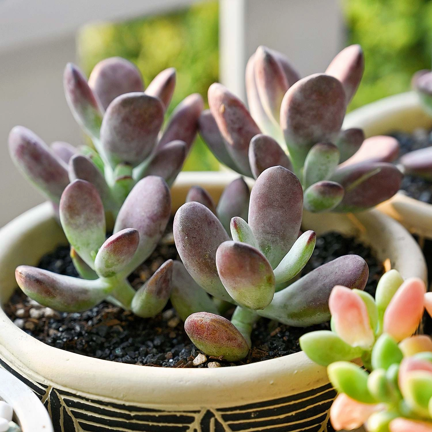 Cotyledon Orbiculata cv.
