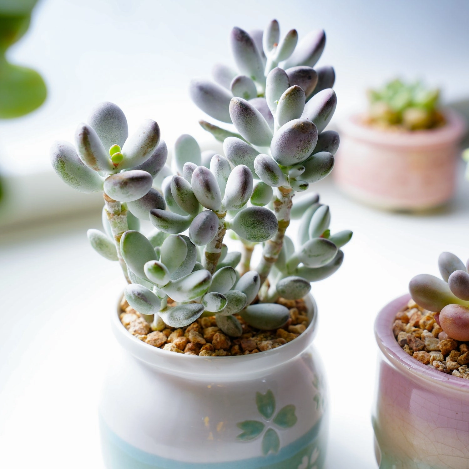 Cotyledon Orbiculata cv.