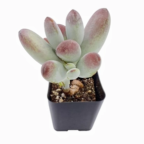 Cotyledon Orbiculata cv. mini ornamental plant  