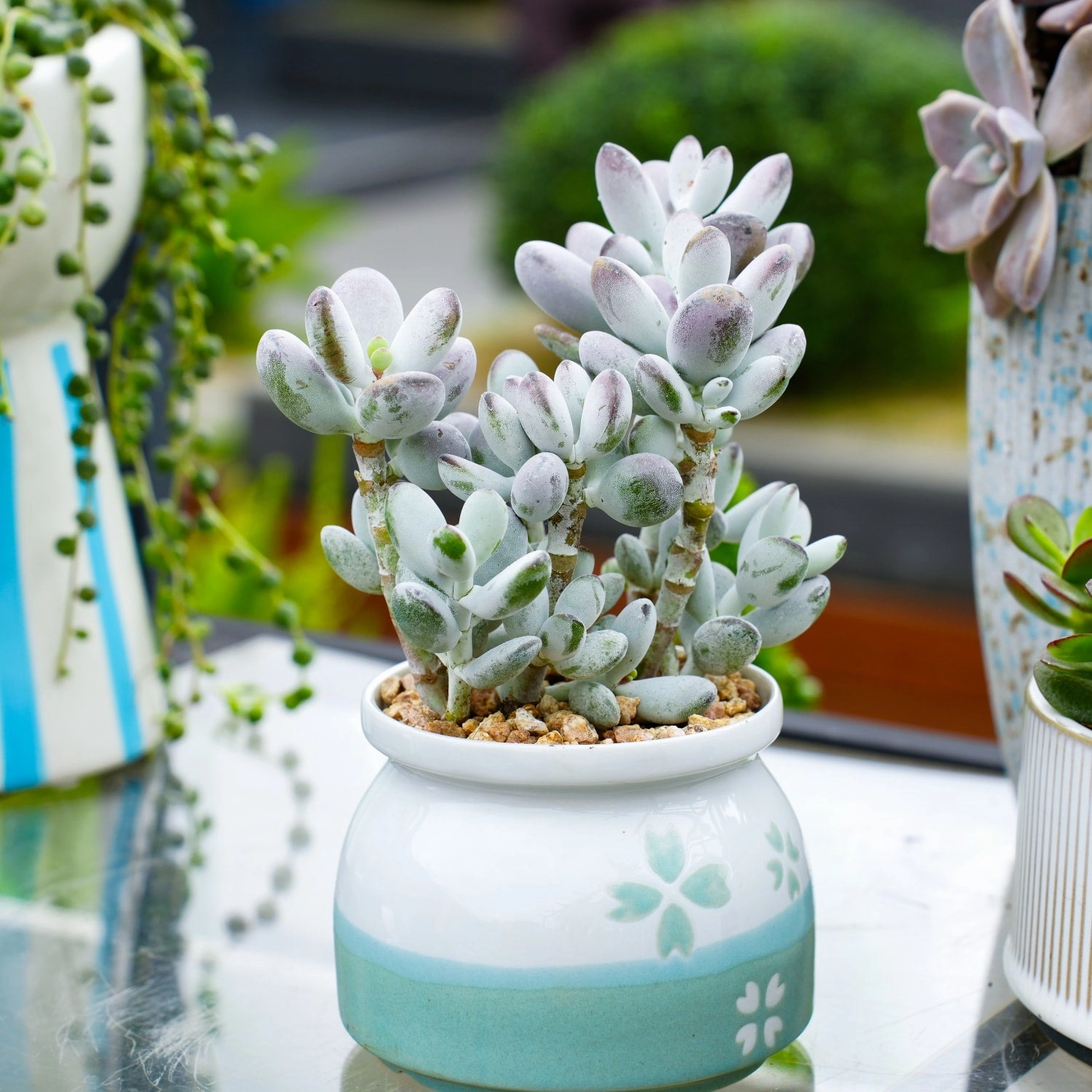 Cotyledon Orbiculata cv.