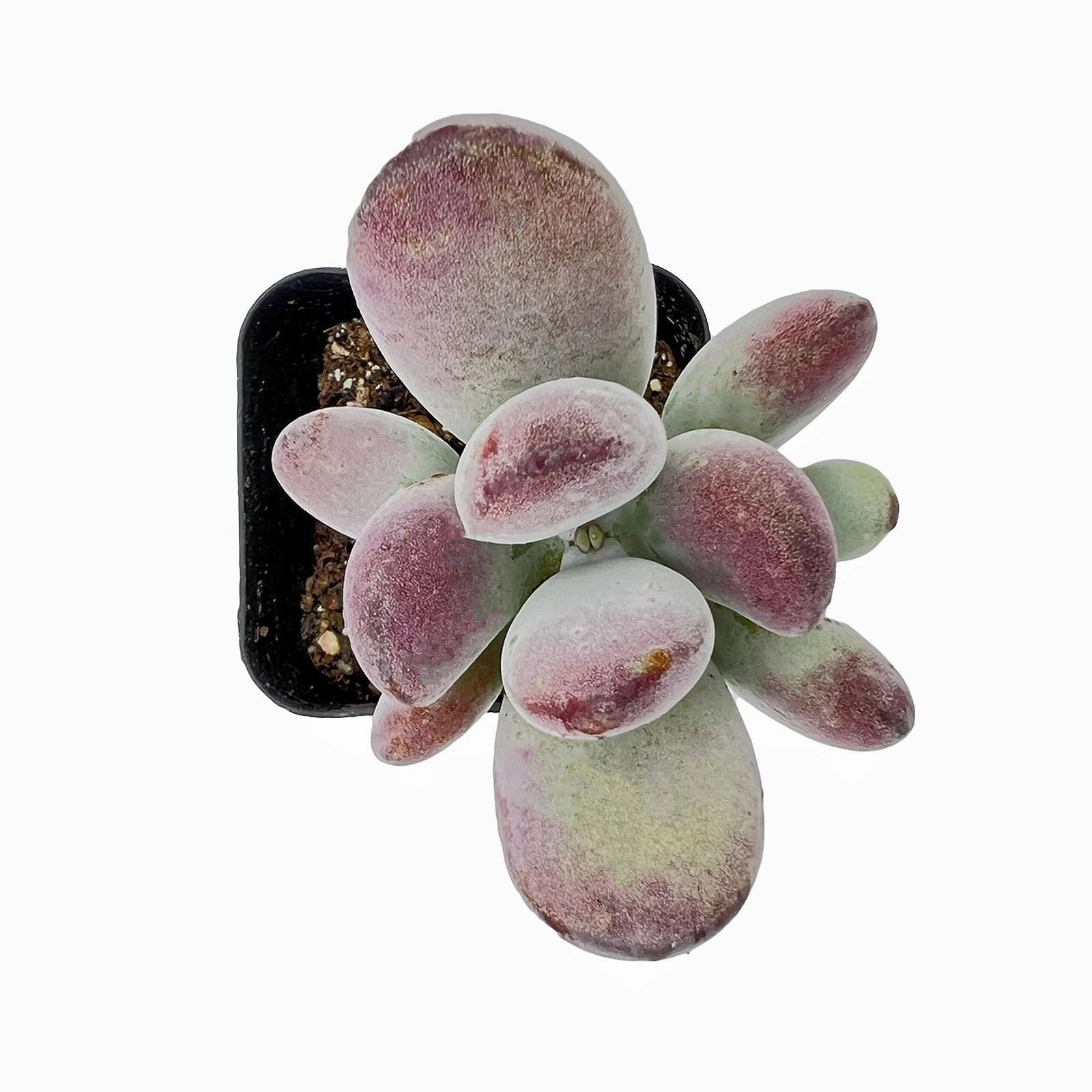 Cotyledon Orbiculata cv.
