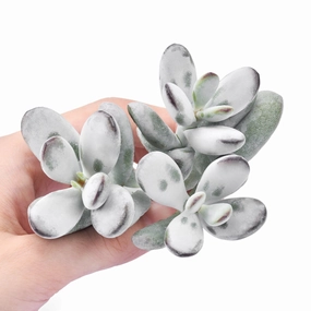 Cotyledon Orbiculata cv. Cuttings mini ornamental plant  