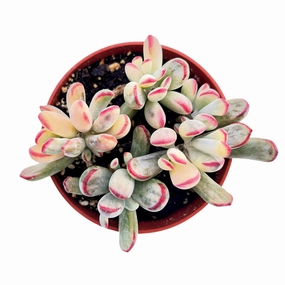 Cotyledon Orbiculata cv.long Leaf Variegated (4 inch) (Rare & Limited) mini ornamental plant  