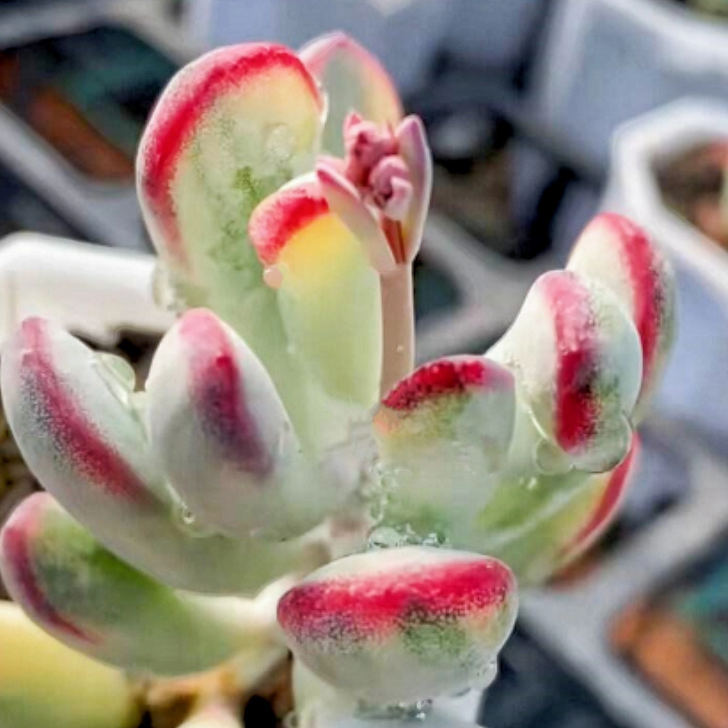 Cotyledon Orbiculata cv.long Leaf Variegated (4 inch) (Rare & Limited)
