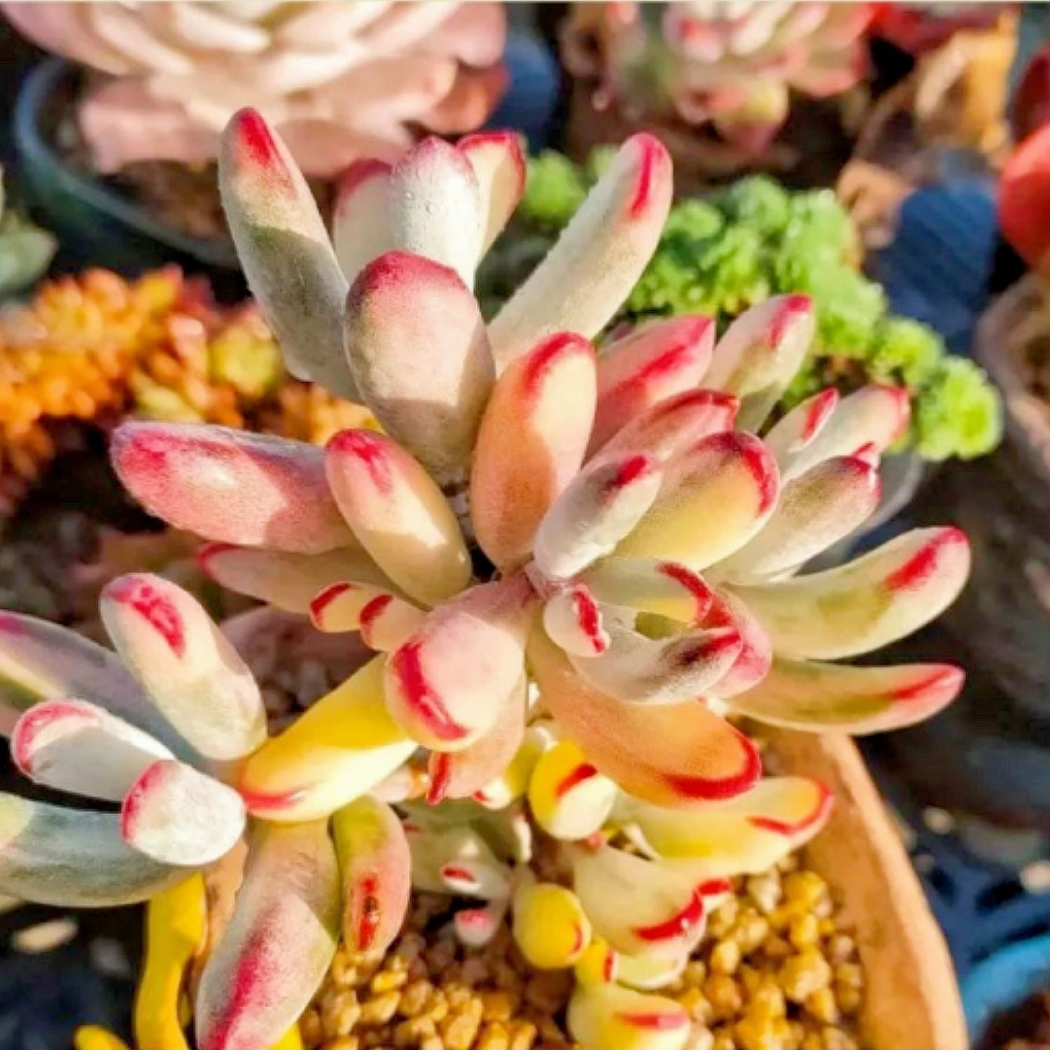 Cotyledon Orbiculata cv.long Leaf Variegated (4 inch) (Rare & Limited)