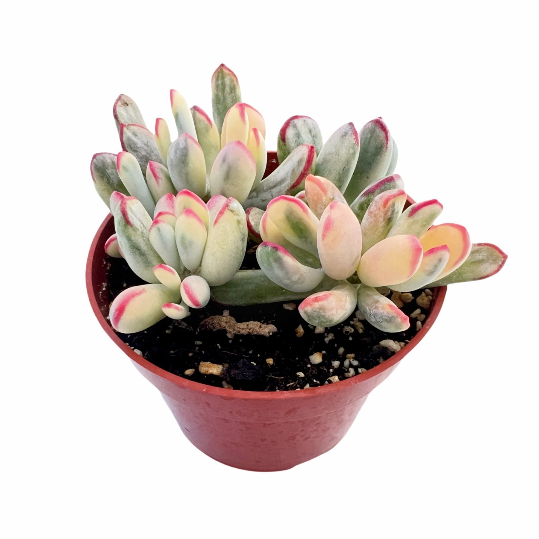 Cotyledon Orbiculata cv.long Leaf Variegated (4 inch) (Rare & Limited)