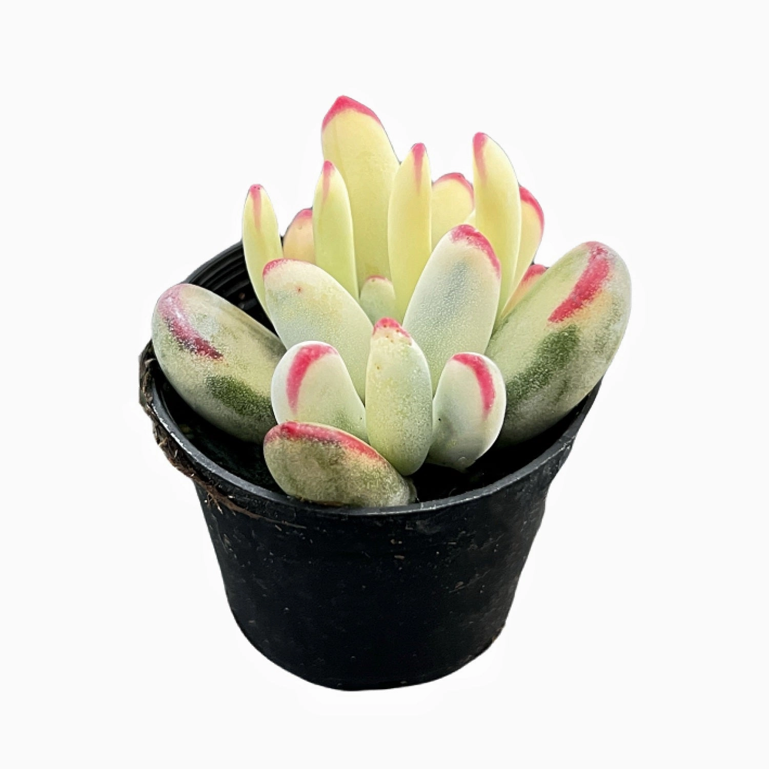 Cotyledon Orbiculata cv. Long Leaf Variegated (Rare & Limited)
