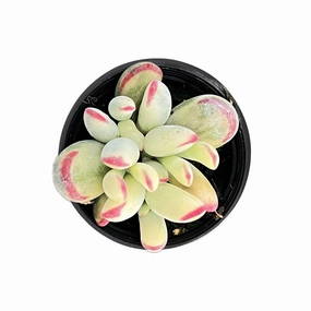 Cotyledon Orbiculata cv. Long Leaf Variegated (Rare & Limited) mini ornamental plant  