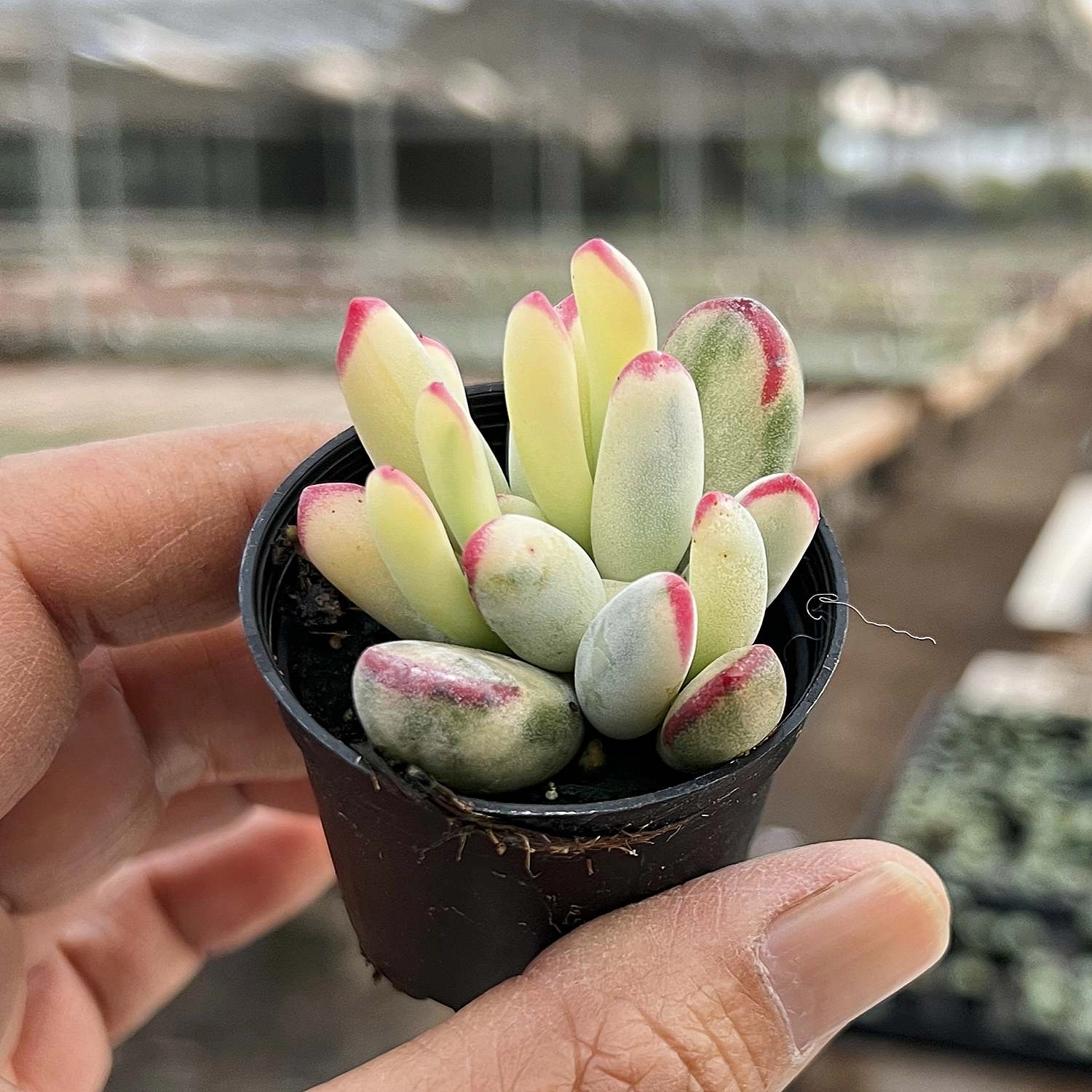 Cotyledon Orbiculata cv. Long Leaf Variegated (Rare & Limited)