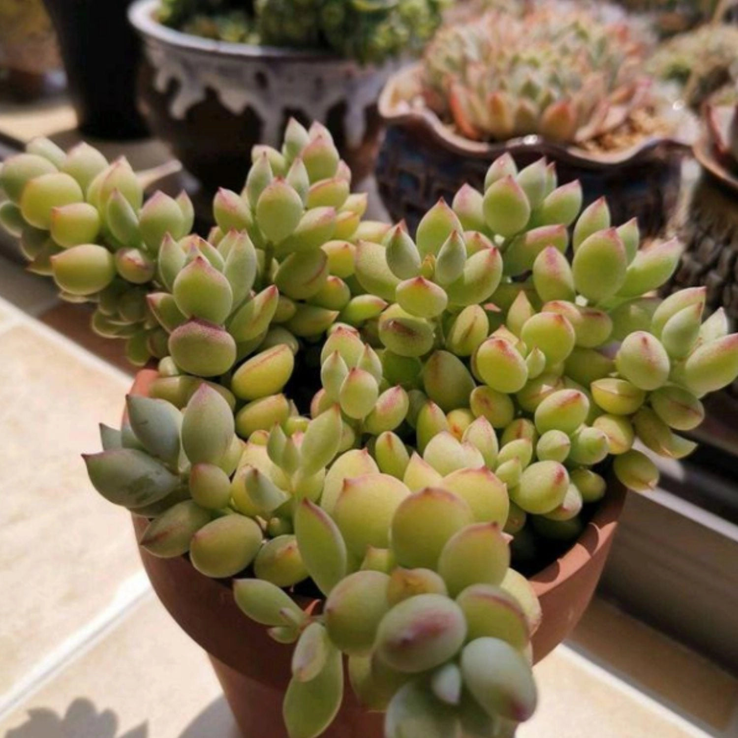 Cotyledon Pendens (4 inch)