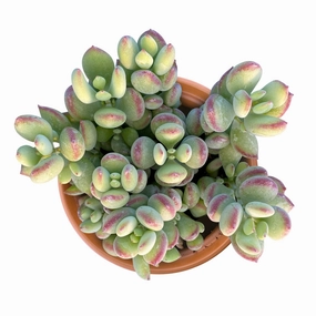 Cotyledon Pendens (4 inch) mini ornamental plant  