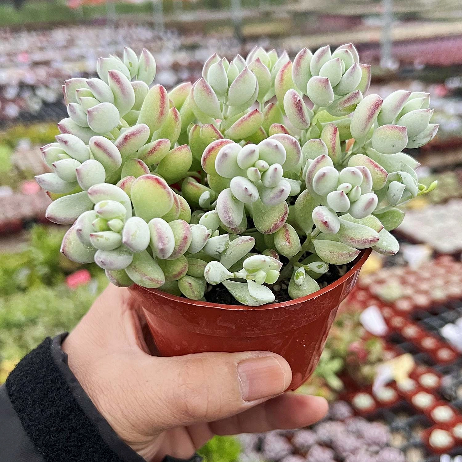 Cotyledon Pendens (4 inch)
