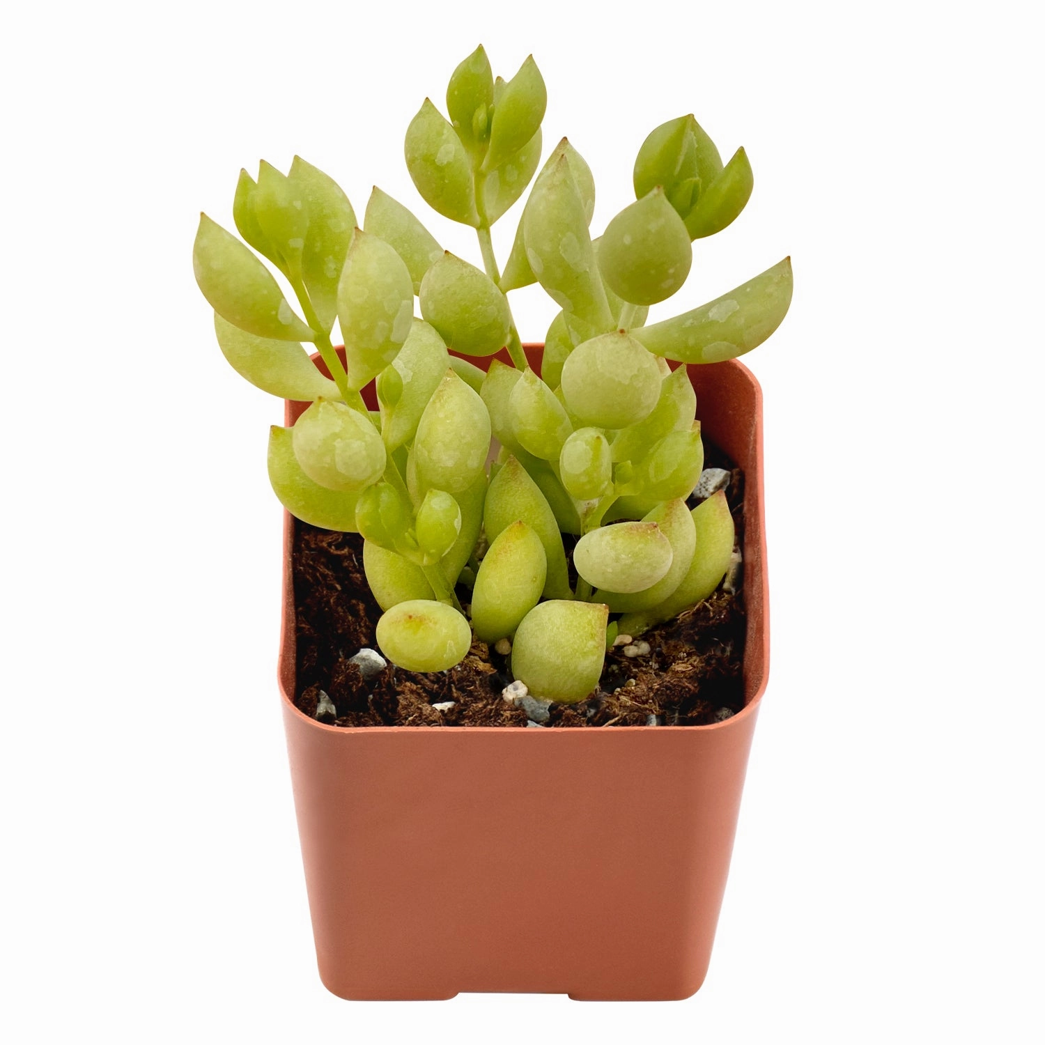 Cotyledon Pendens (Cliff Cotyledon) mini ornamental plant  