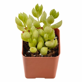 Cotyledon Pendens (Cliff Cotyledon) mini ornamental plant  