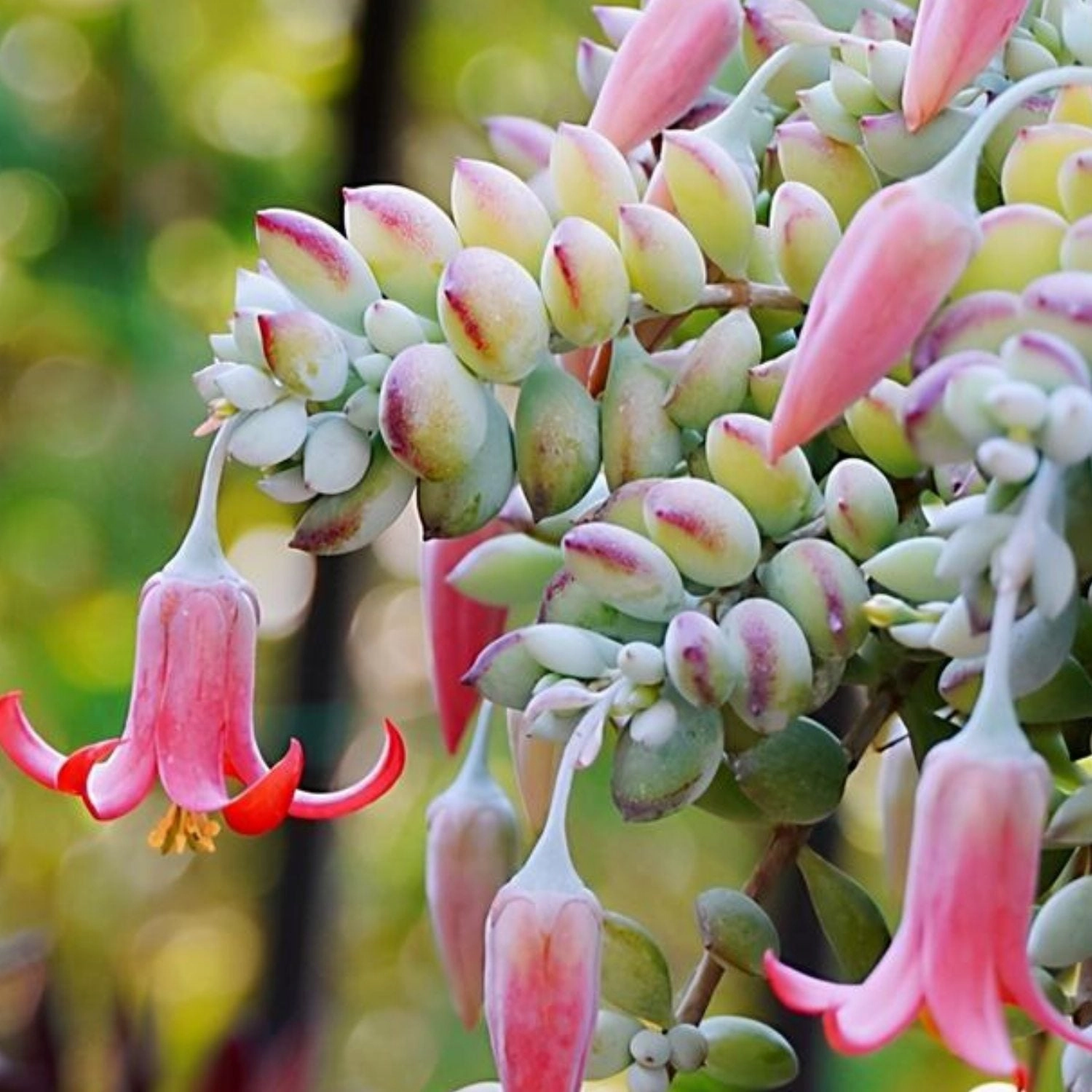 Cotyledon Pendens (Cliff Cotyledon)