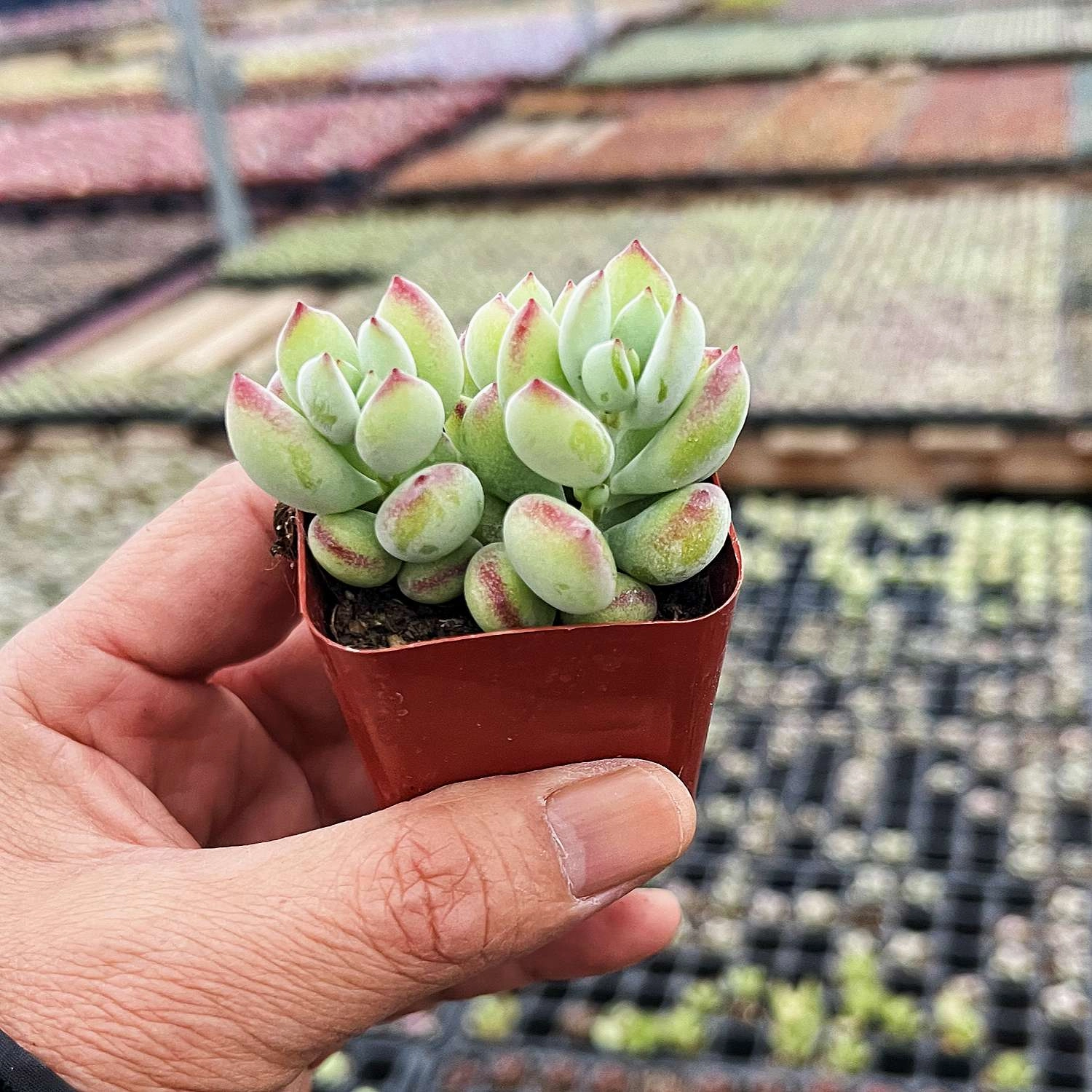 Cotyledon Pendens (Cliff Cotyledon)