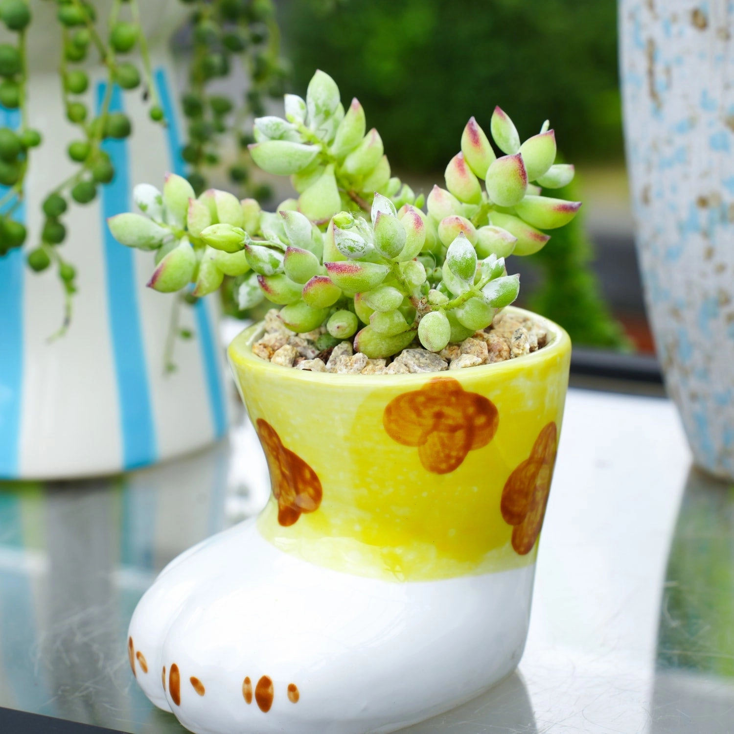 Cotyledon Pendens (Cliff Cotyledon)