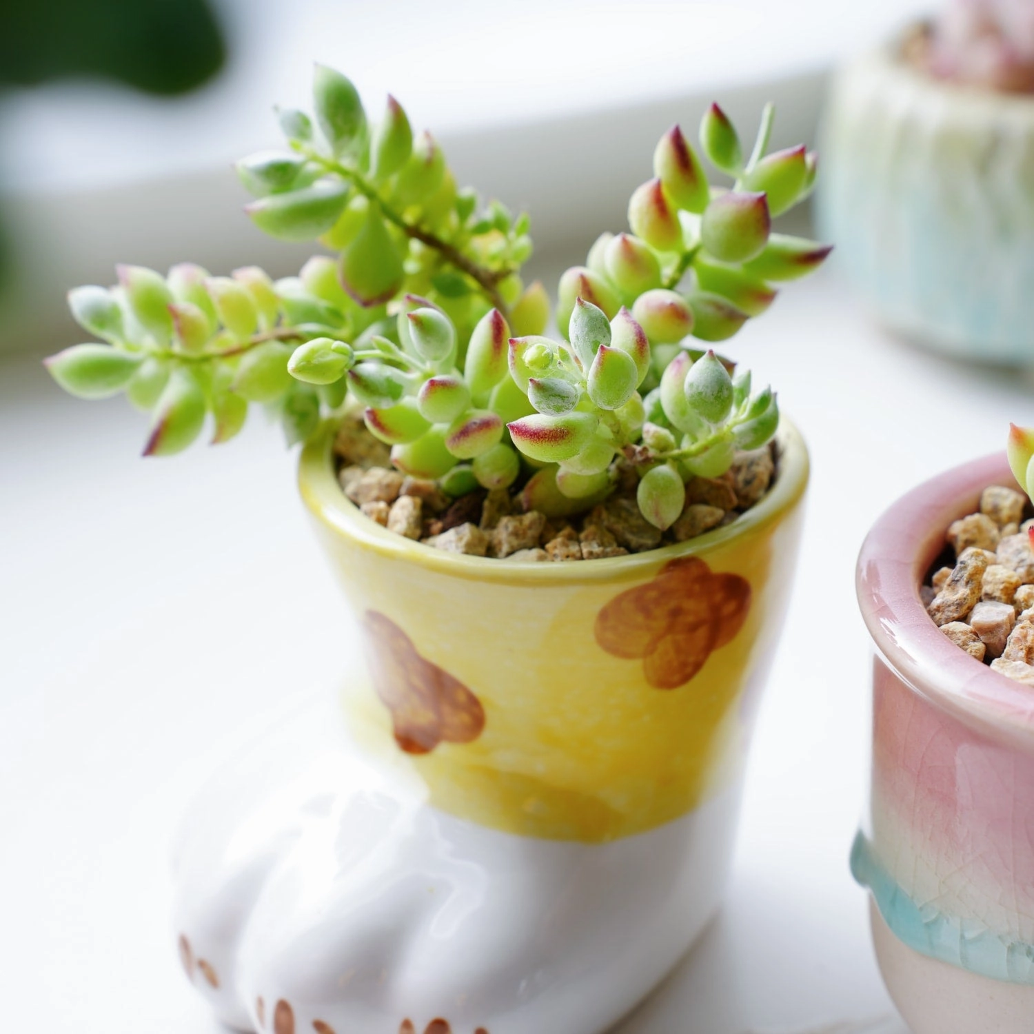 Cotyledon Pendens (Cliff Cotyledon)