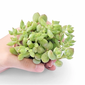 Cotyledon Pendens (Cliff Cotyledon) Cuttings mini ornamental plant  