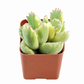 Cotyledon Tomentosa Variegated mini ornamental plant  