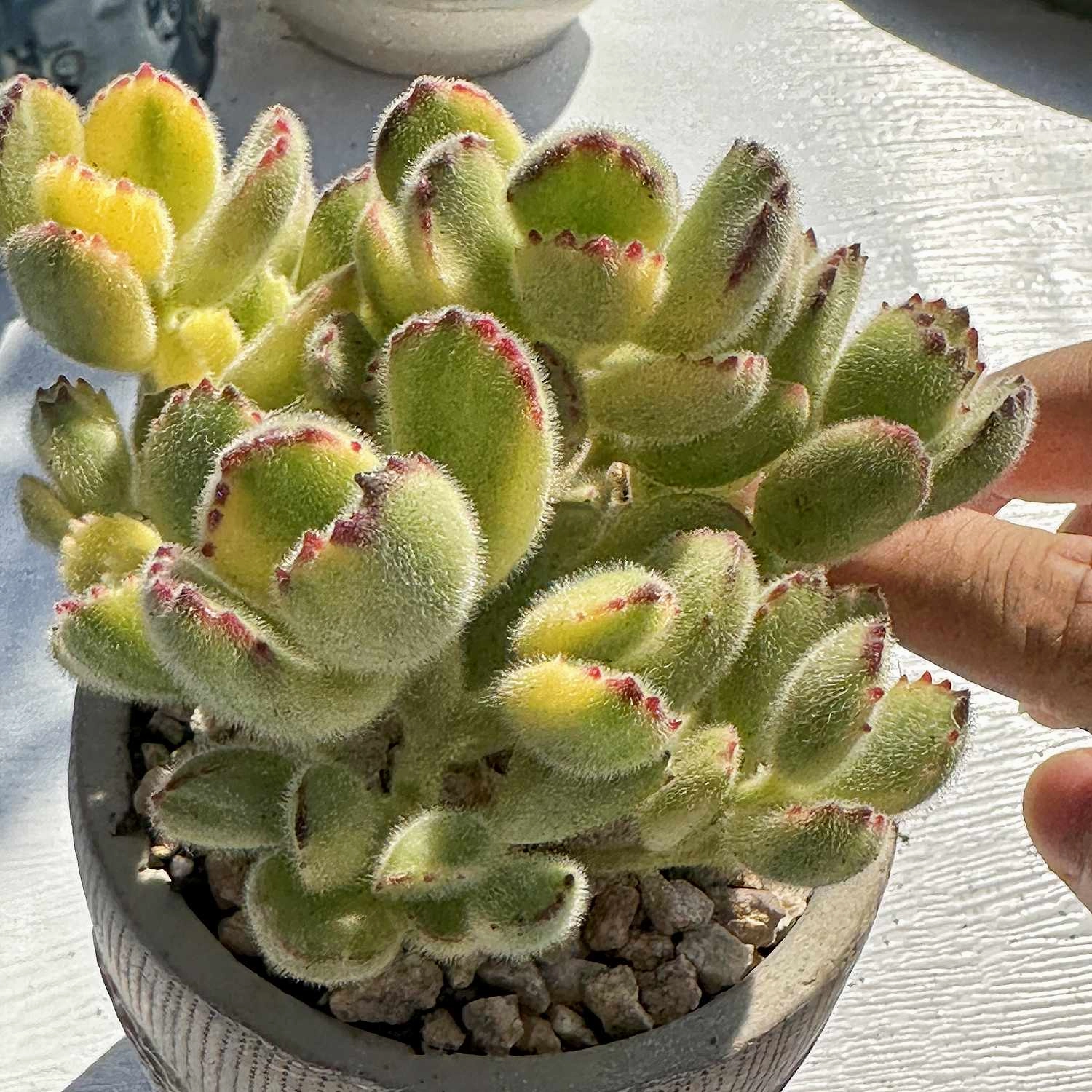 Cotyledon Tomentosa Variegated