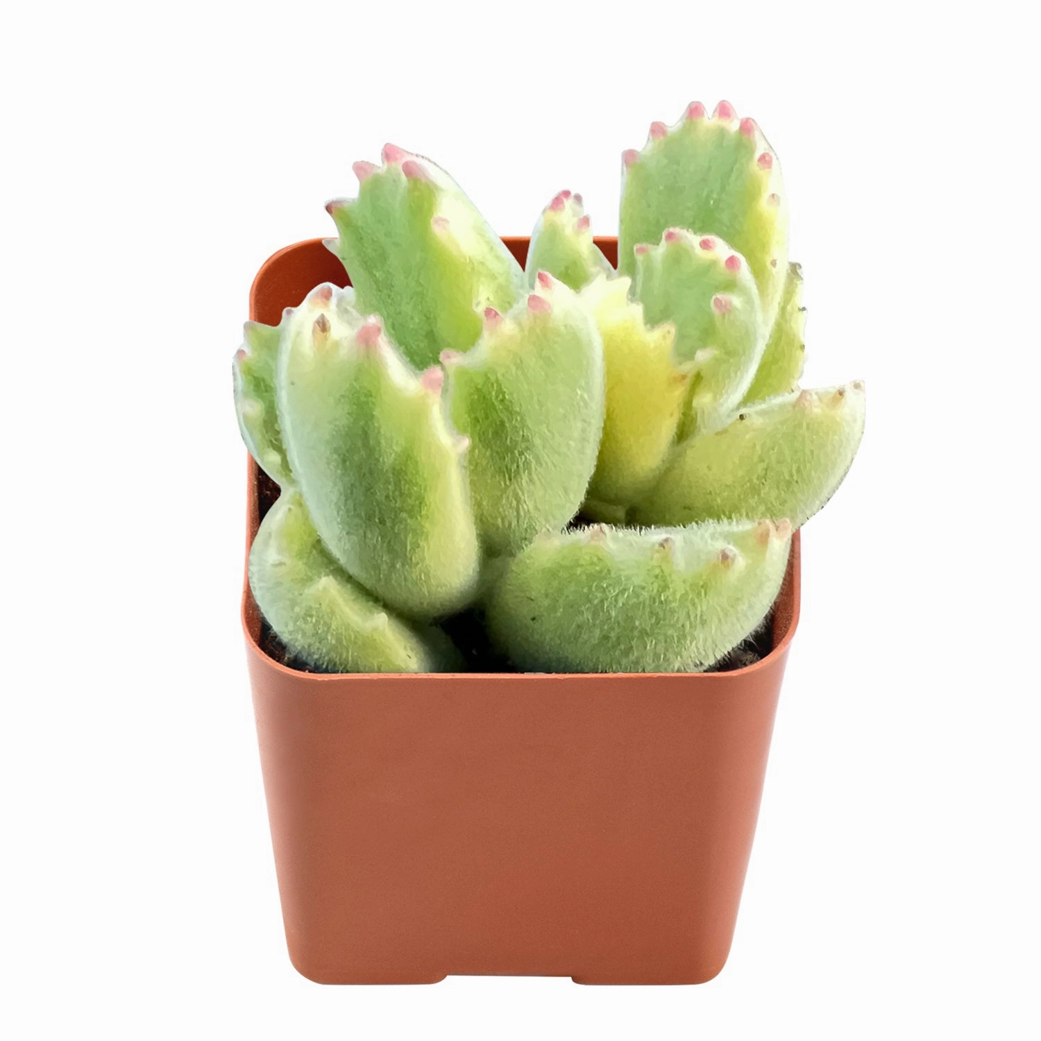 Cotyledon Tomentosa Variegated mini ornamental plant  