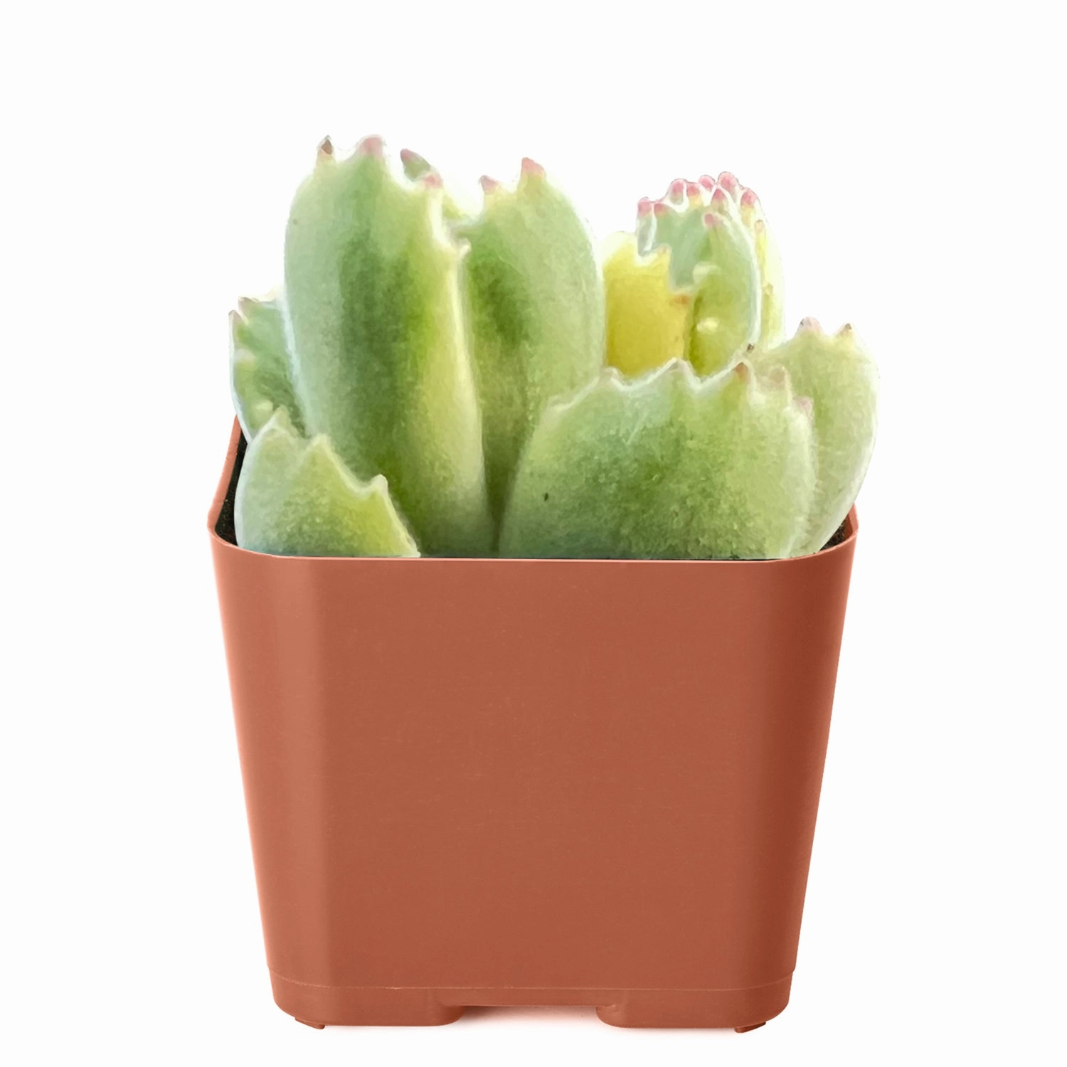 Cotyledon Tomentosa Variegated