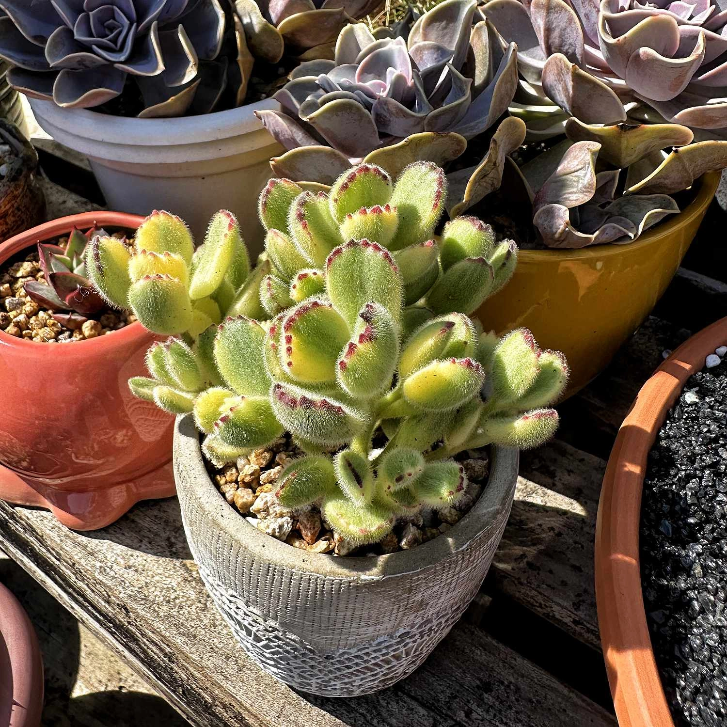 Cotyledon Tomentosa Variegated
