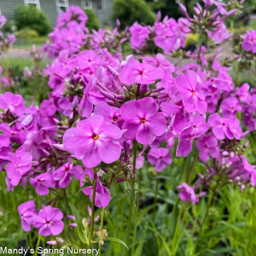 Covergirl Phlox | Phlox paniculata traditional flower vase  