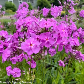 Covergirl Phlox | Phlox paniculata traditional flower vase  